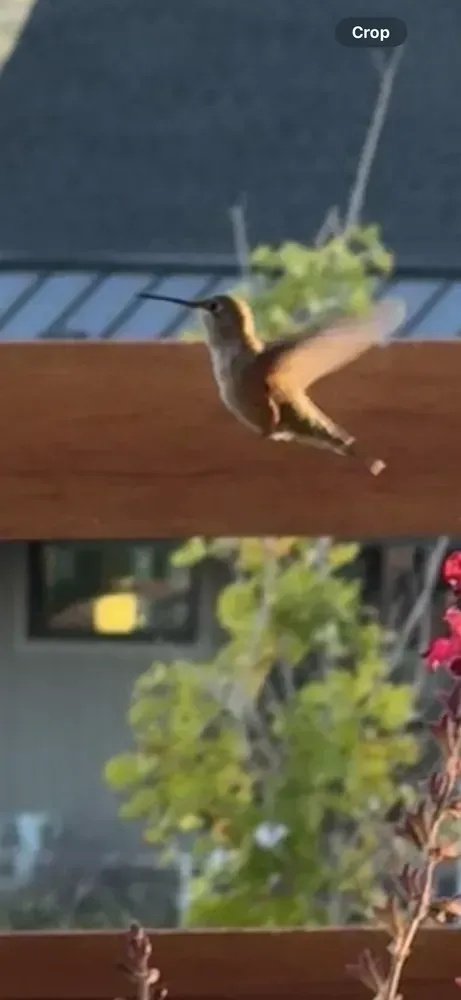 Hummingbird flies near a wooden surface, wings blurred, outdoors.