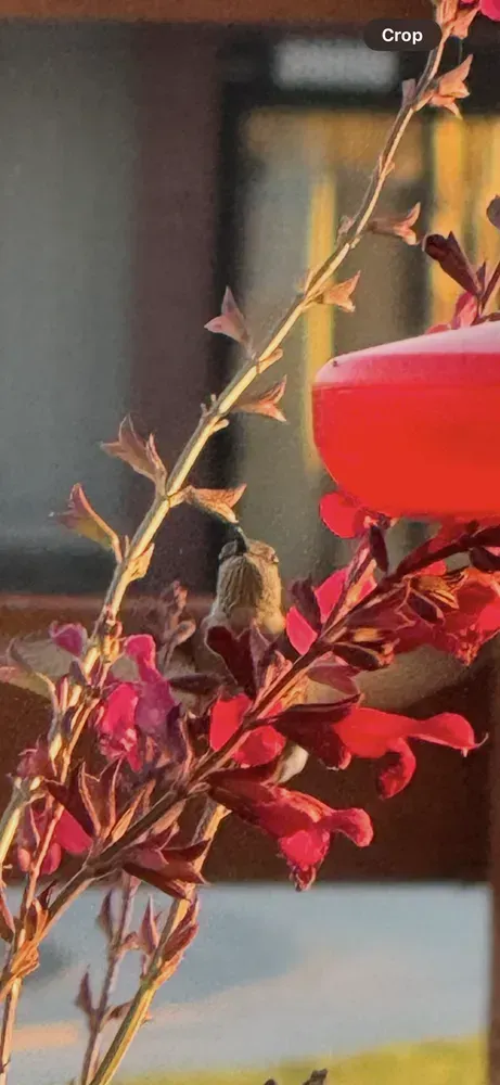 Hummingbird feeding on red flowers near a red bird feeder.