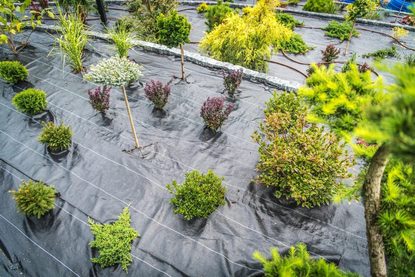 Garden bed covered in black fabric with various green and purple shrubs and small trees.