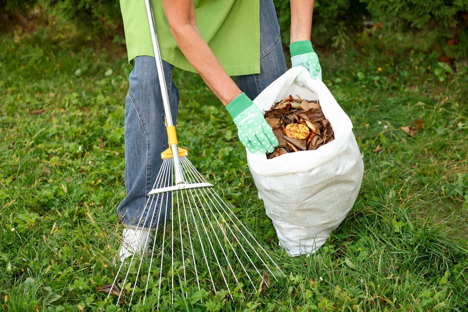 Person in green shirt and gloves raking leaves into a white bag in a grassy yard.