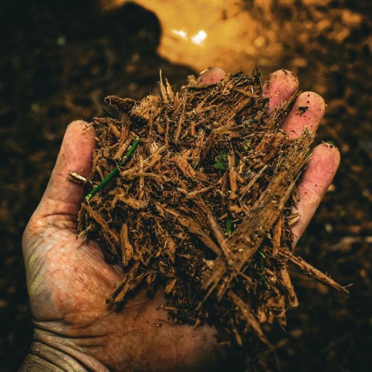 A person is holding a pile of wood chips in their hand.