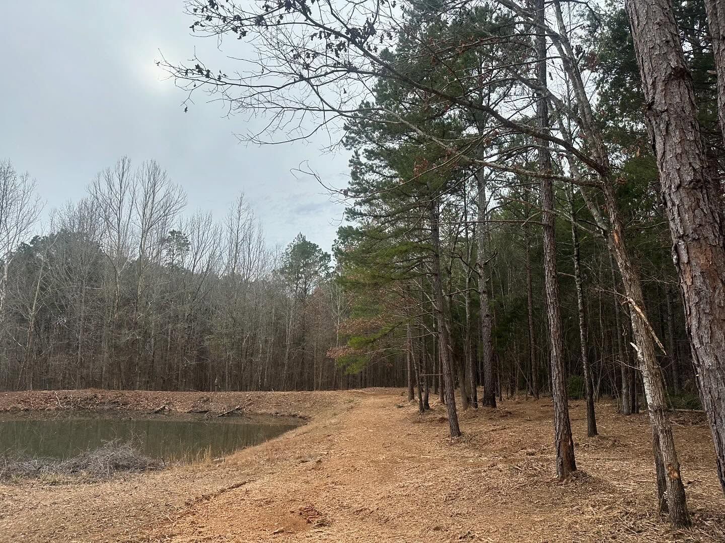 A dirt path in the middle of a forest next to a pond.