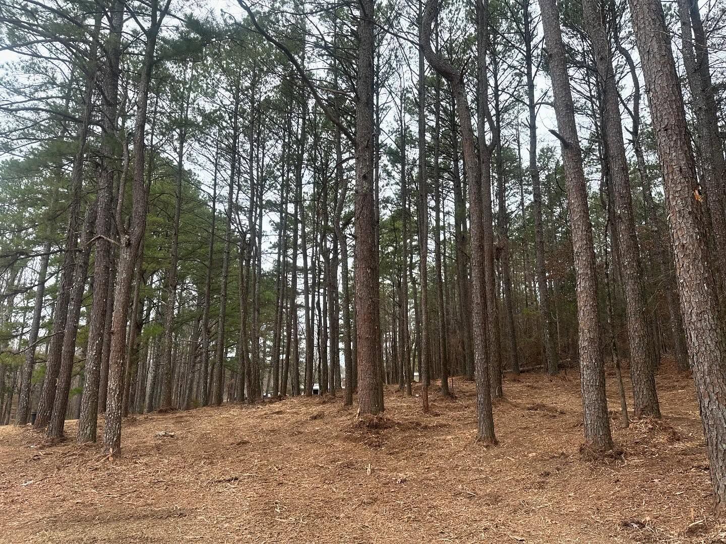 A forest with lots of trees and leaves on the ground