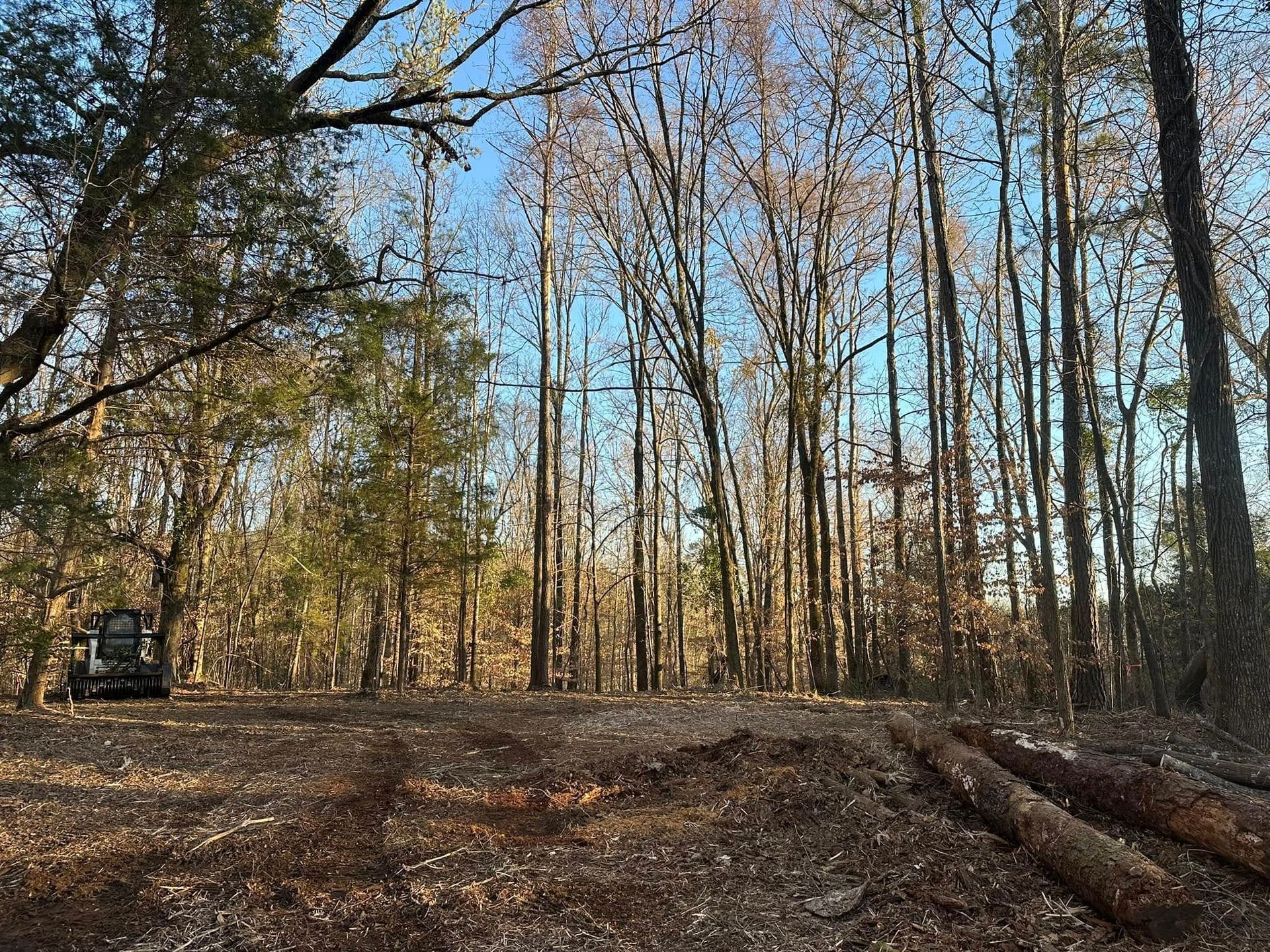 A tractor is cutting down trees in the woods on a sunny day.