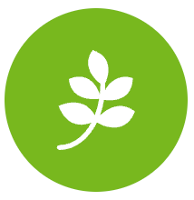 Leaf icon