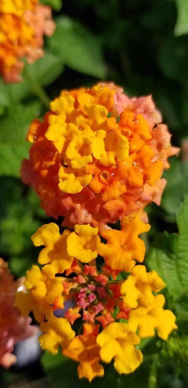 lantana