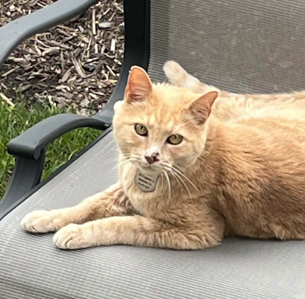 adopted cat