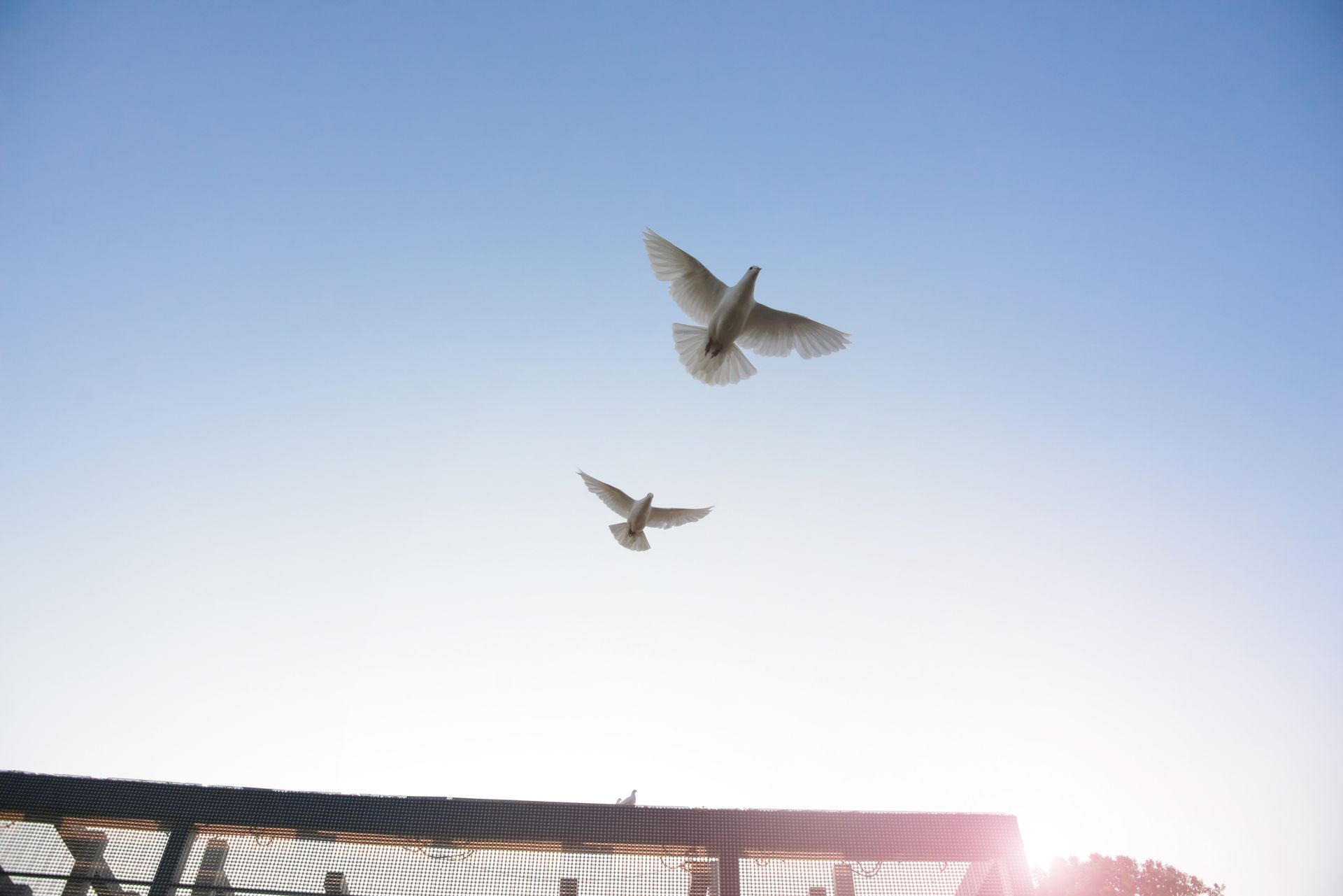 Due uccelli volano nel cielo sopra una recinzione.