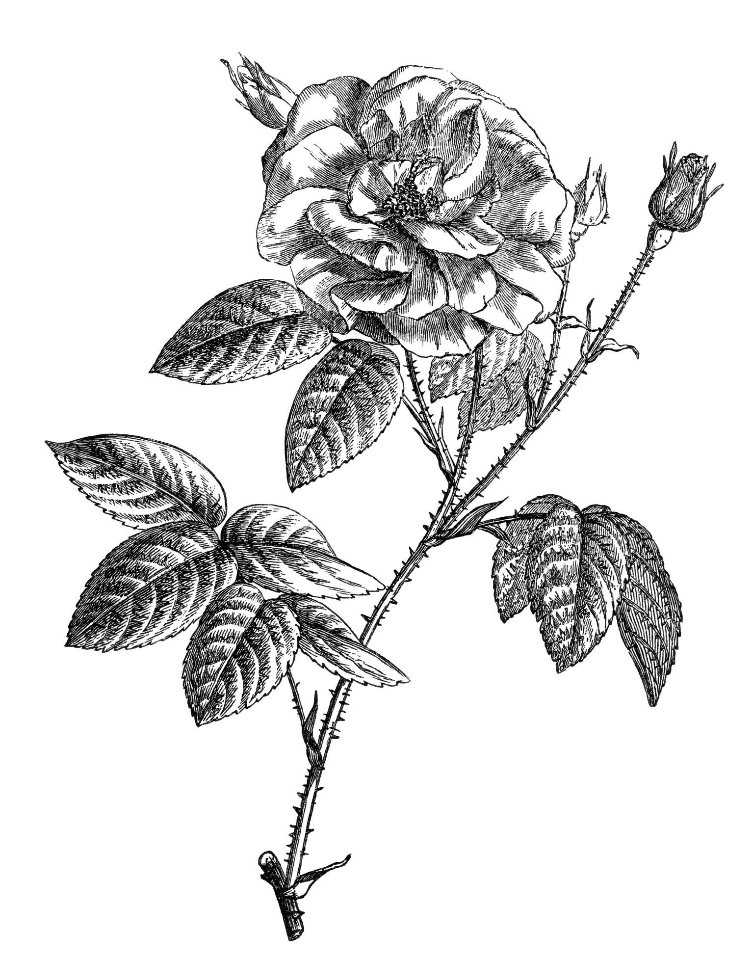 disegno di un fiore