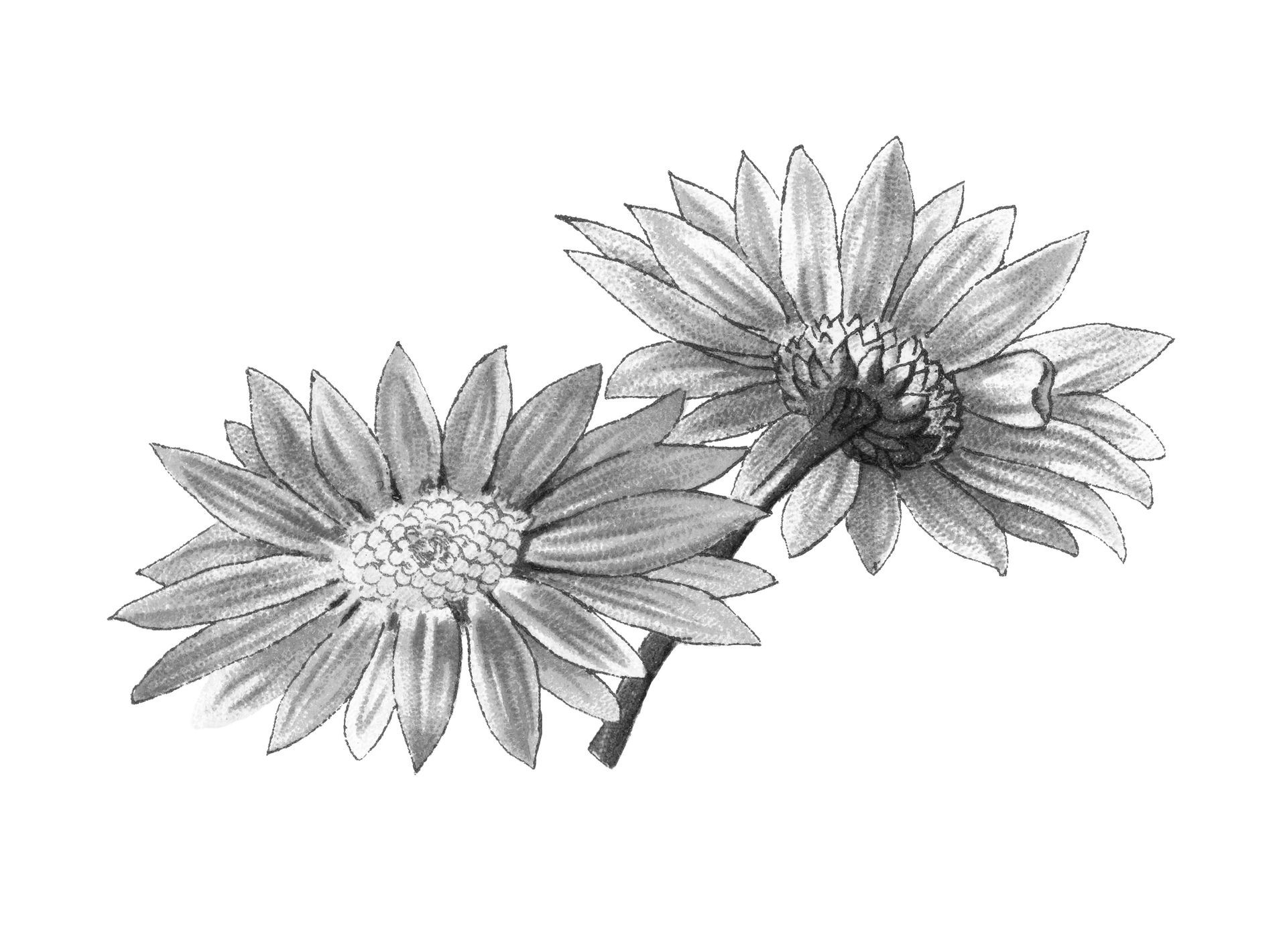 disegno rose in banco e nero