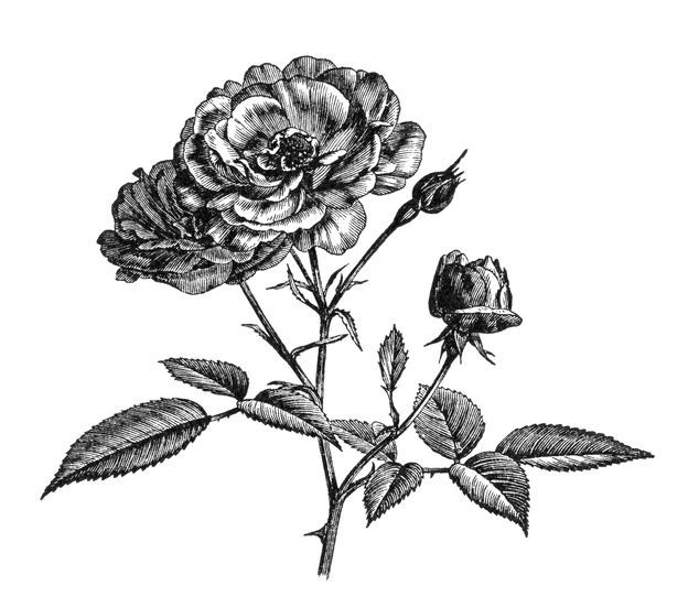 disegno di una rosa