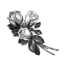 disegno rose in banco e nero
