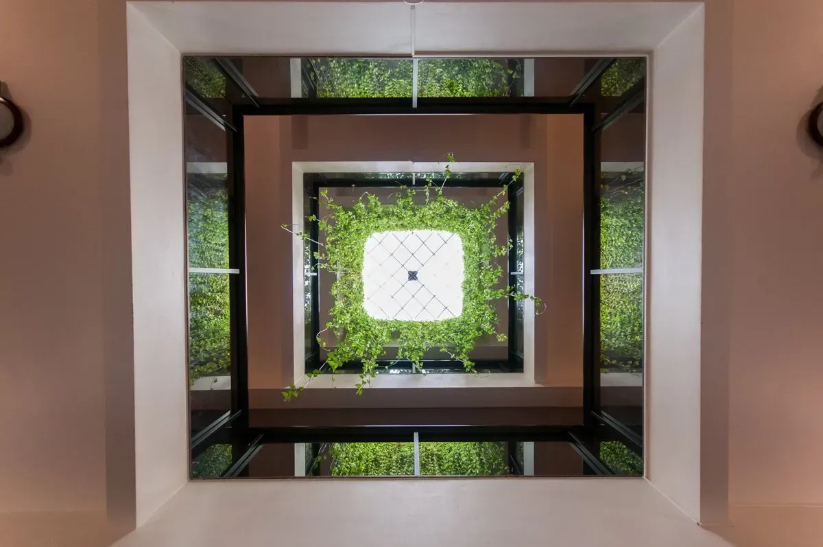 Olhando para o teto de um prédio com plantas crescendo nele.