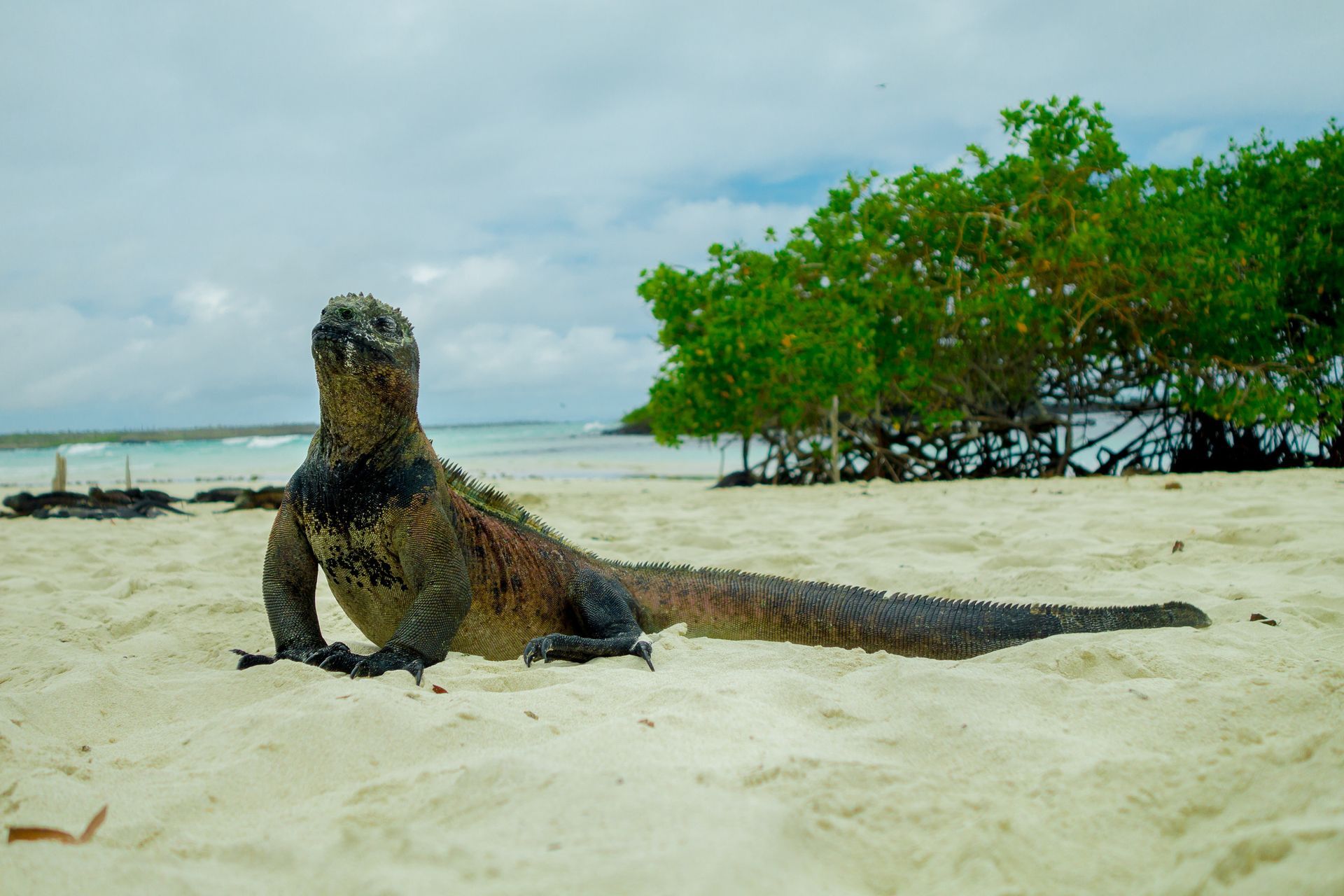beautiful iguana resting in the beach in santa cruz galapagos islands
