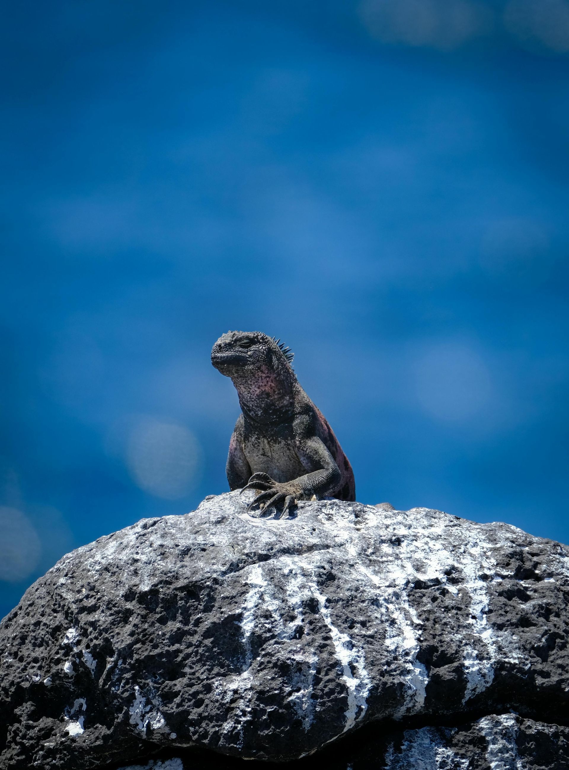 Galápagos Islands