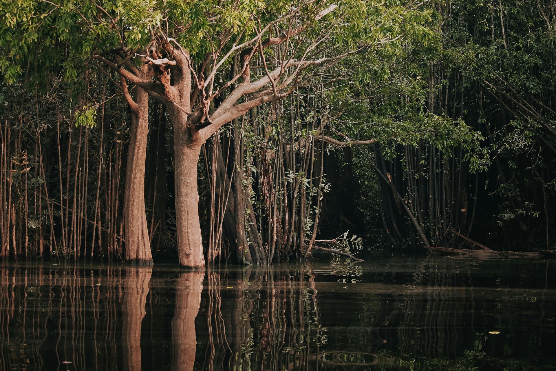 Amazon Rainforest & Manaus