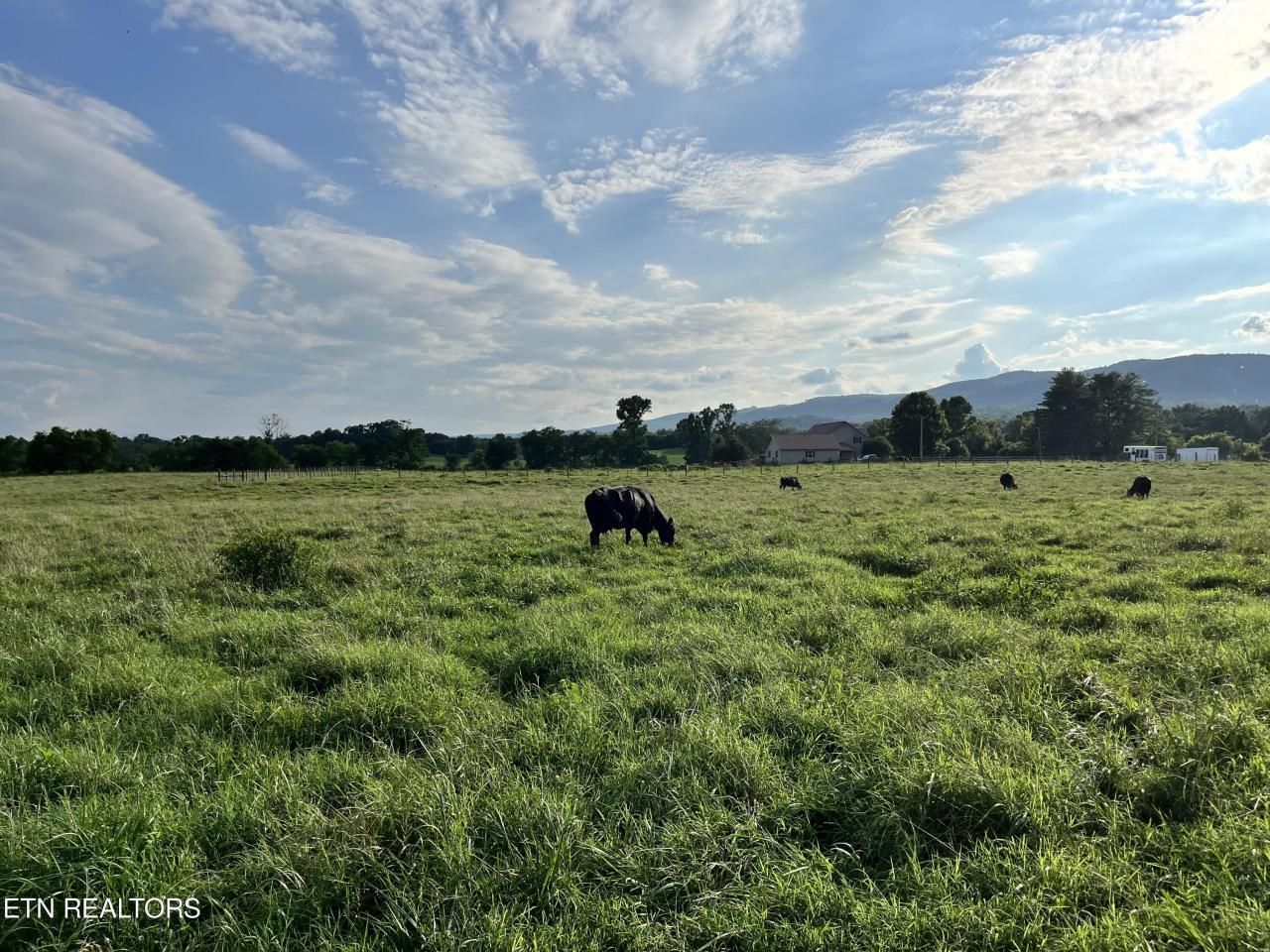 A cow is grazing in a grassy field with mountains in the background.