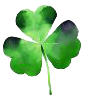 A green four leaf clover on a white background.