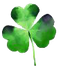 A green four leaf clover on a white background.