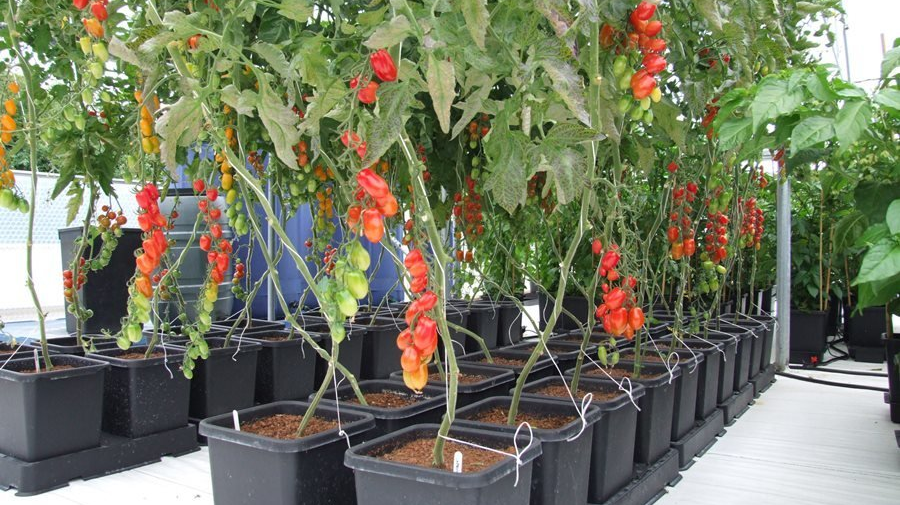 Automatic watering systems 