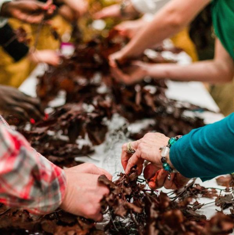Hands sorting a pile of dark seaweed or leaves on a table