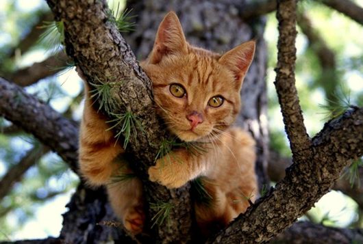 Servizio di Salvataggio Gatti su alberi ad alto fusto