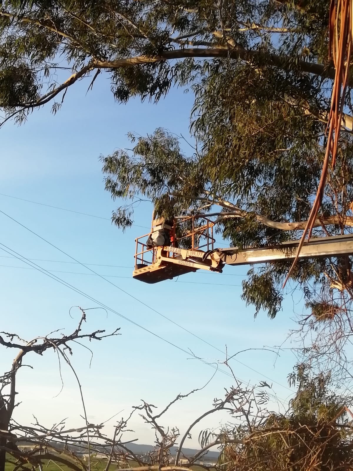 intervento su albero in tree climbing