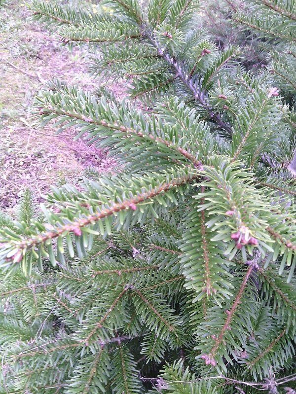 ramo di un pino natalizio