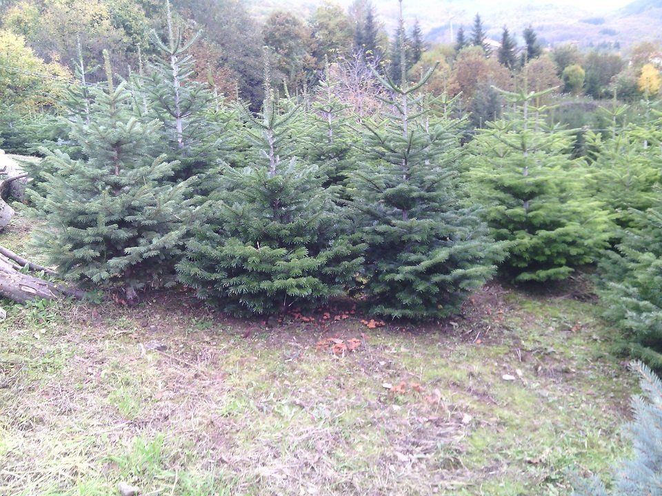 coltivazione di abeti natalizi