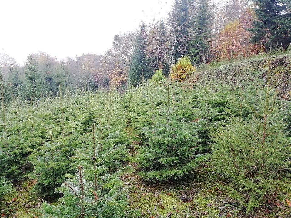 coltivazione di alberi di Natale