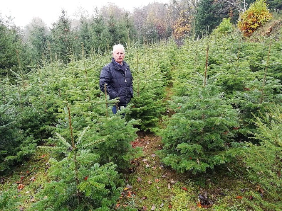 Alberi di Natale di piccole dimensioni