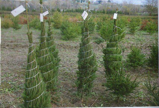 Alberi di Natale pronti alla vendita