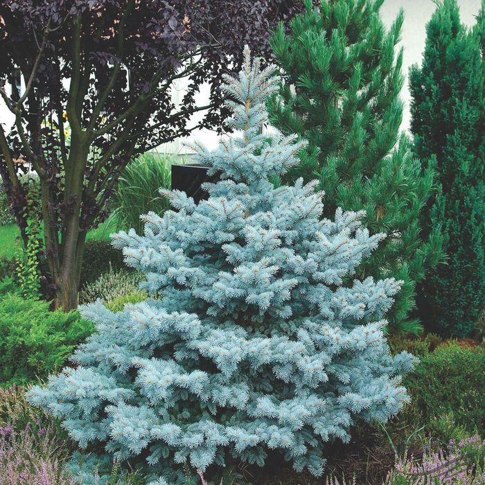 Albero di Natale Picea Pungens