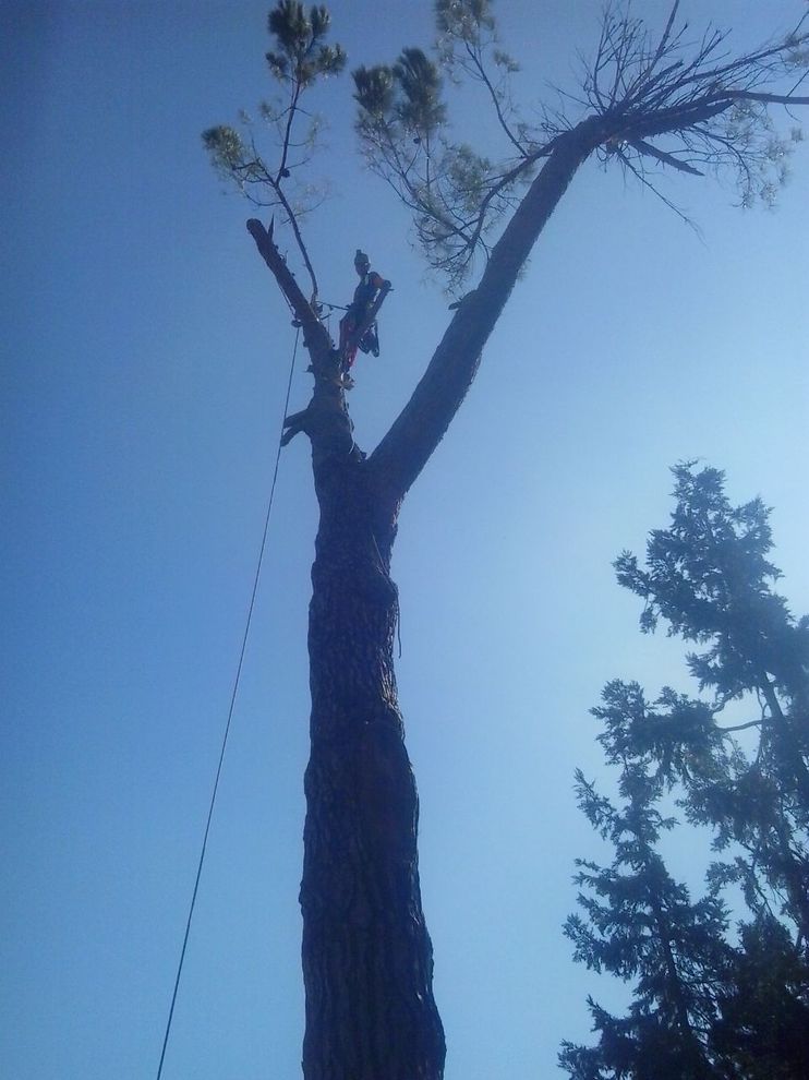 Potatura di piante in tree-climbing in Toscana