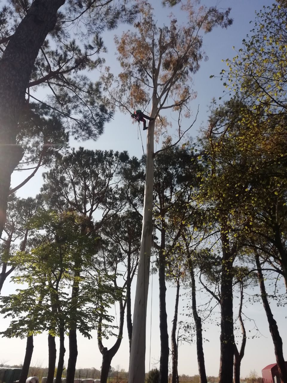 potatura alberi in modalità tree climbing