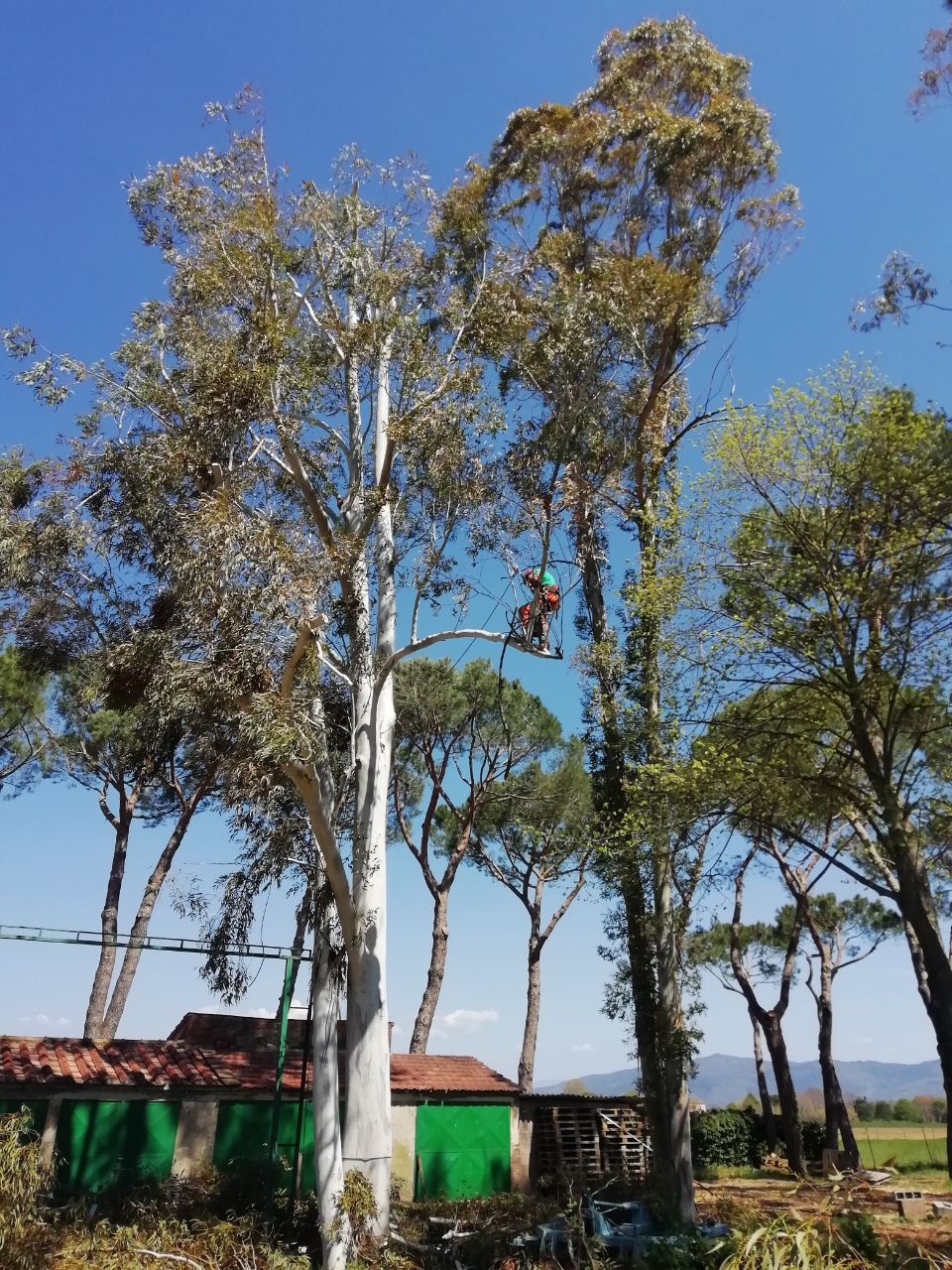 potatura alberi in alta quota