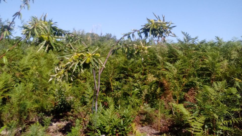 coltivazione di castagne