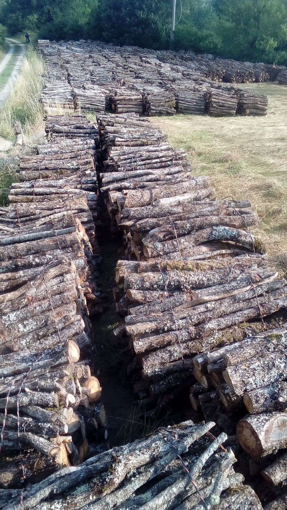 Legna da ardere in tronchi