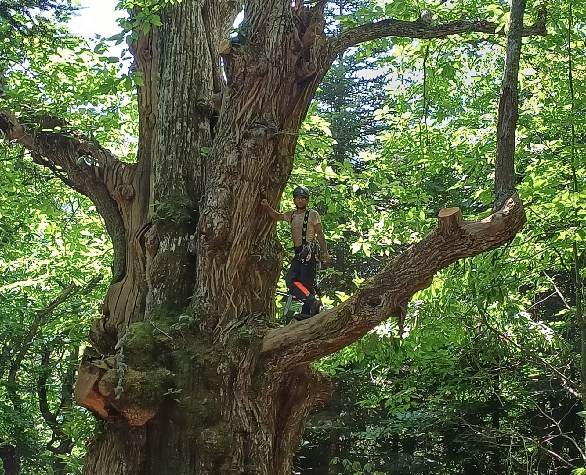 potatura alberi in alta quota