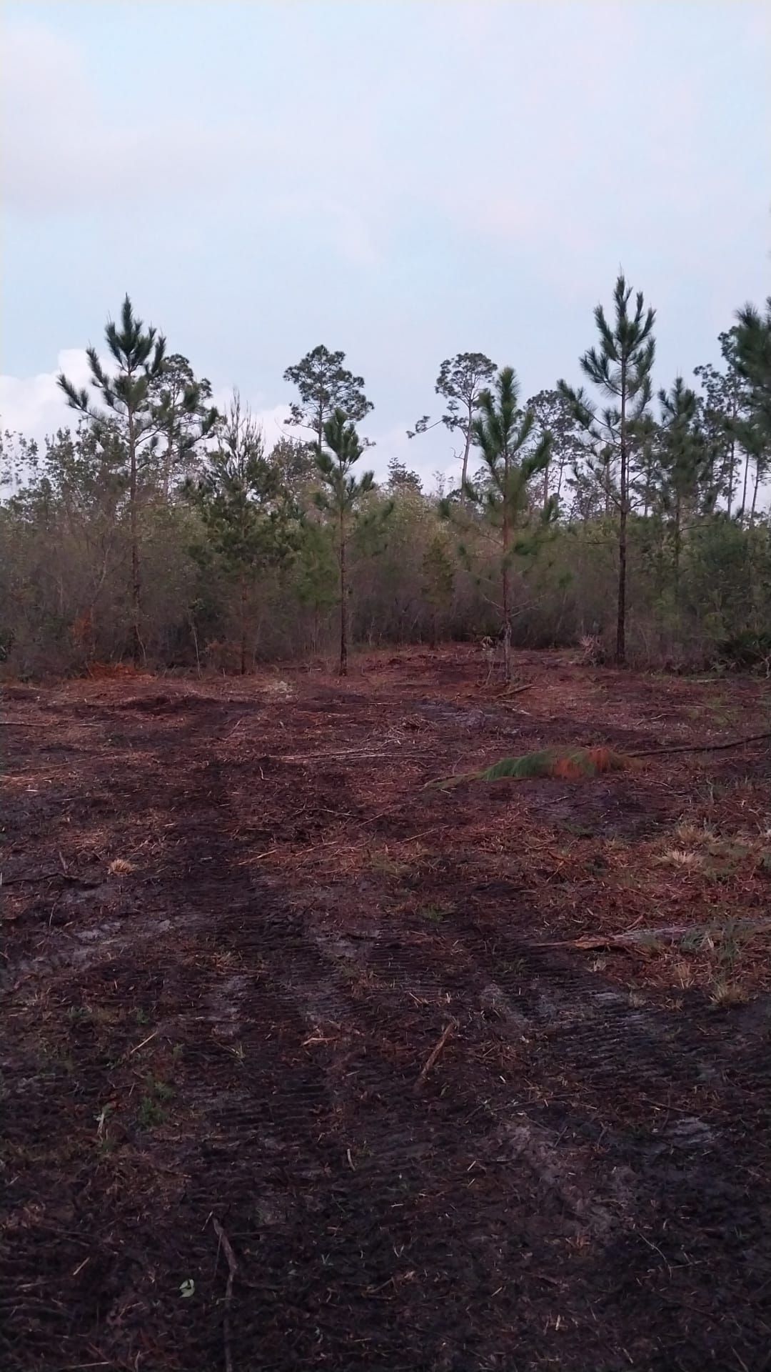 Brown earth in foreground with young pine trees and cloudy sky background.