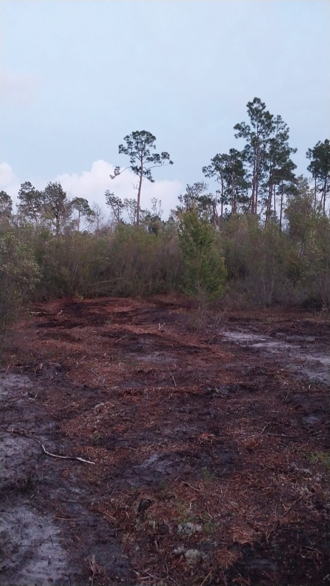 Marshy landscape with low shrubs and tall pine trees under a cloudy sky.