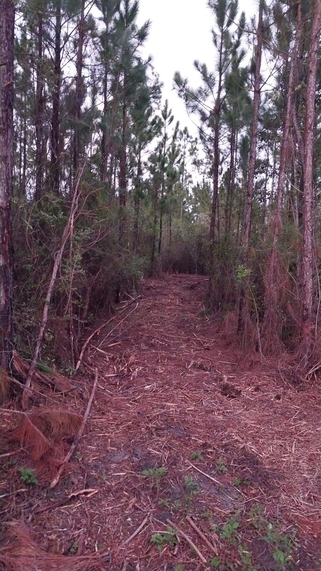 Dirt path cleared through a forest of tall pine trees. Brown earth, green foliage.