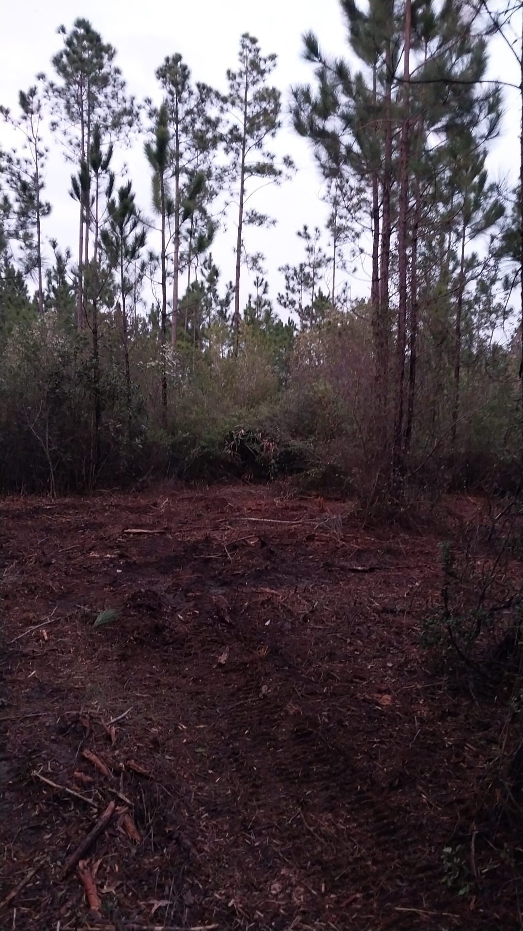 Cleared land in front of tall pine trees and a gray sky. Brown earth and fallen branches.