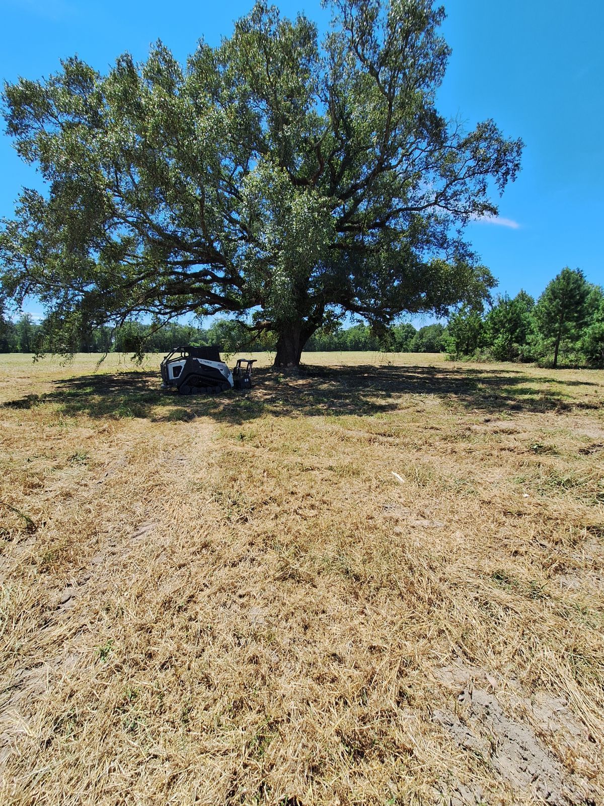 Large tree with sprawling branches casting shade over a parked vehicle in a field of dry grass under a blue sky.