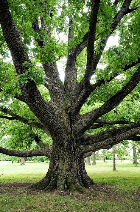 Tree Service  — Cutting Tree Branches in Gaithersburg, MD