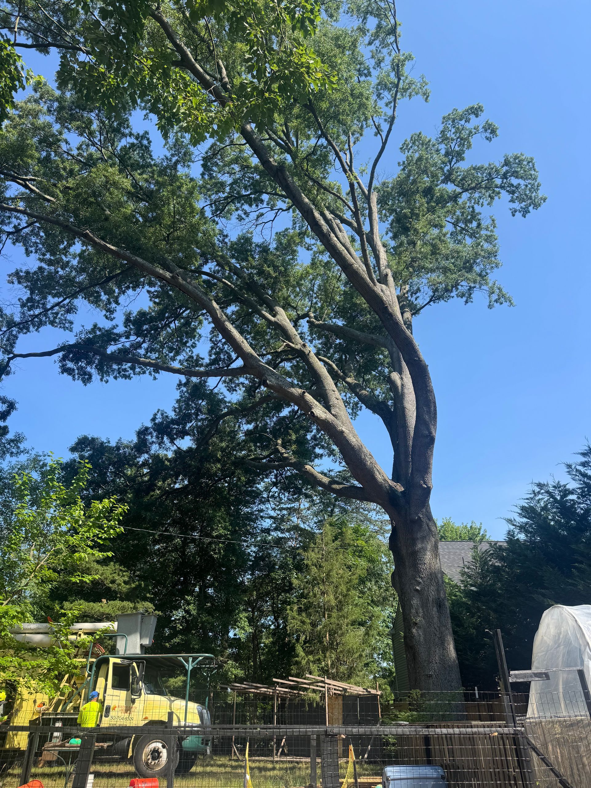Tall tree in a sunny backyard with a blue sky and garden fencing below.