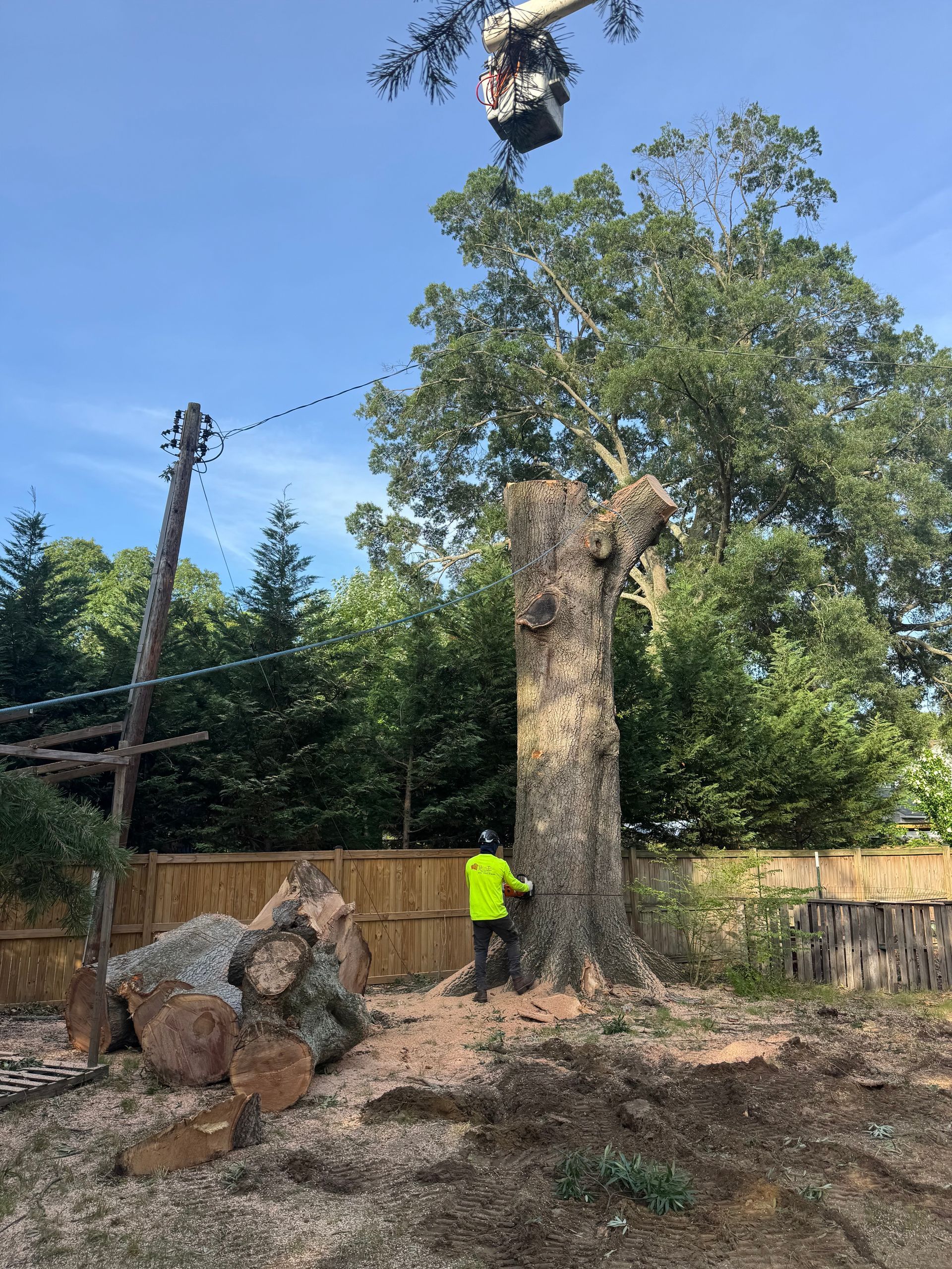 Tree worker in neon shirt stands beside a large tree trunk while a climber works high above in a yard.