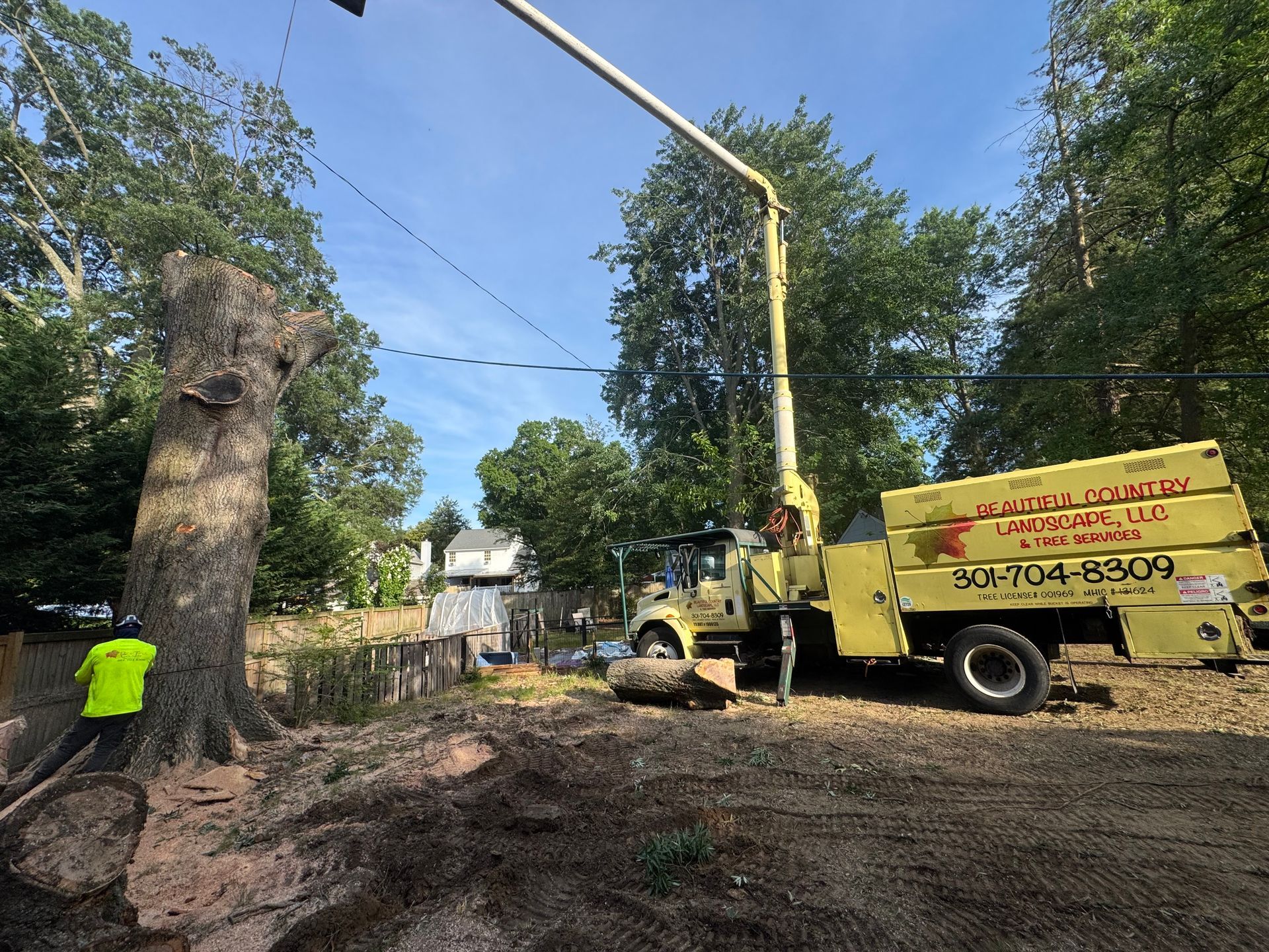 Yellow utility truck with wood chipper clearing debris near a large tree on a roadside.