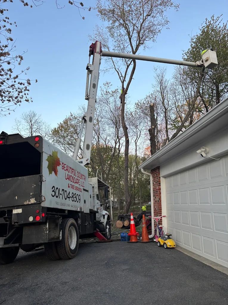 Landscaping — Cutting a Tree in Gaithersburg, MD