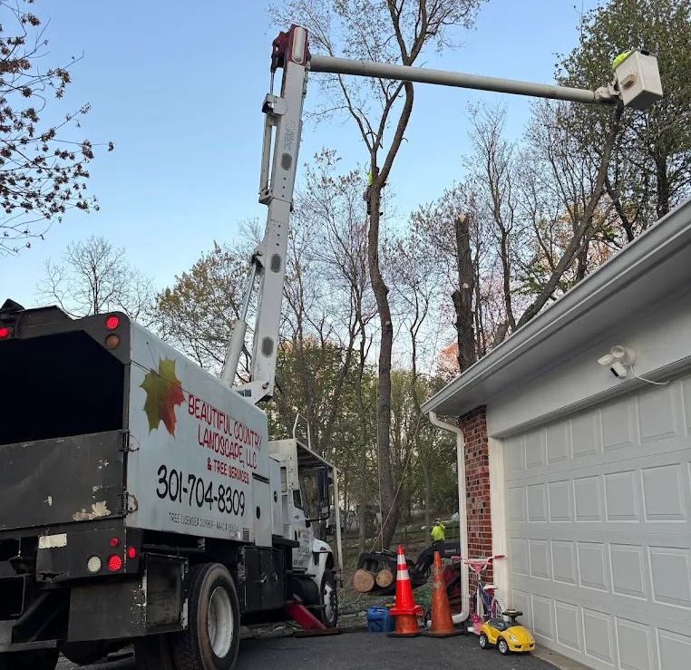 Trees — Man Cutting a Tree Stump in Gaithersburg, MD Trees — Man Cutting a Tree Stump in Gaithersburg, MD